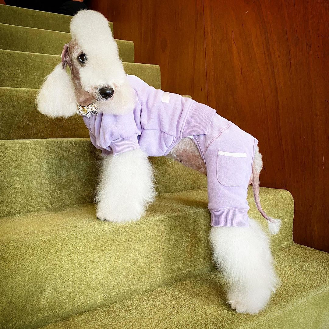 15 Cool Facts About Bedlington Terriers 10