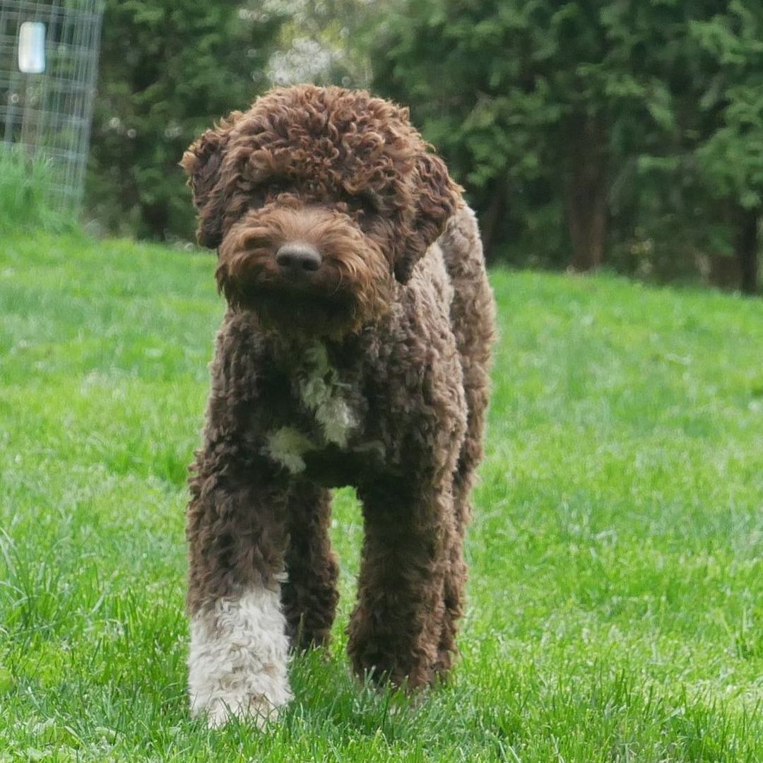 15 Interesting Facts About the Lagotto Romagnolo Dogs 11 15 Interesting Facts About the Lagotto Romagnolo Dogs 11