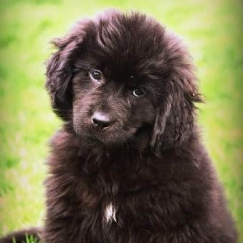 15 Interesting Facts About Newfoundlands 11
