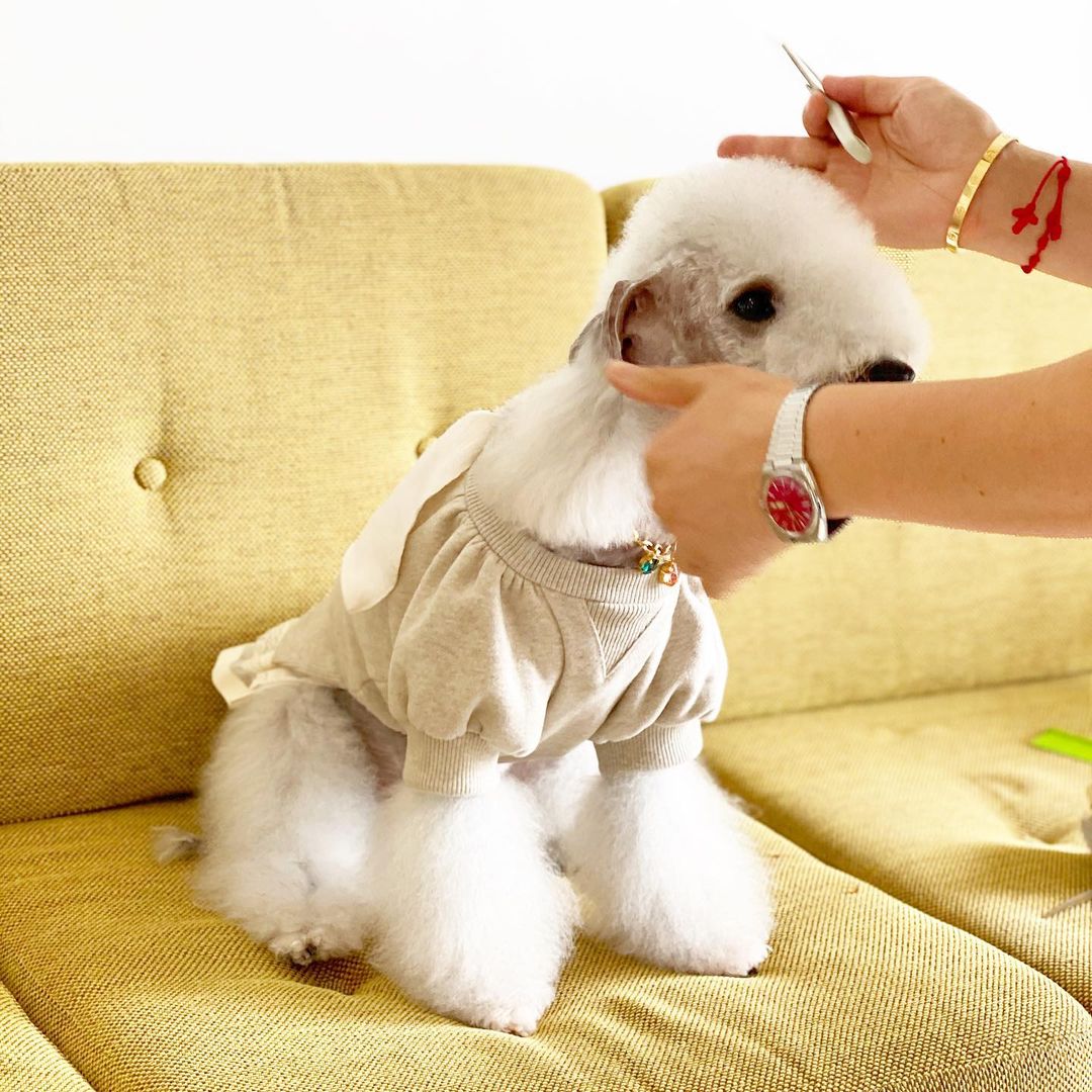 15 Cool Facts About Bedlington Terriers 11