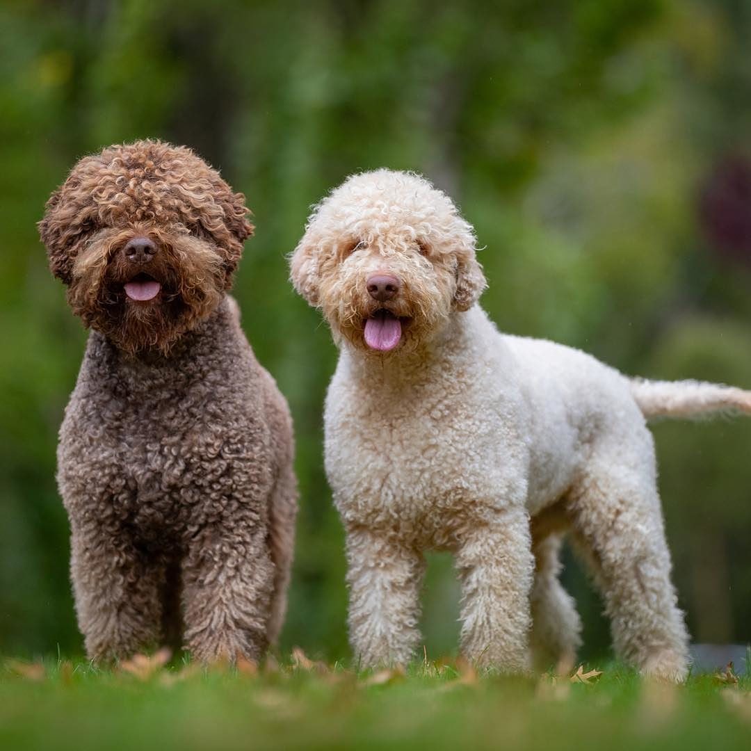 15 Interesting Facts About the Lagotto Romagnolo Dogs 9 15 Interesting Facts About the Lagotto Romagnolo Dogs 9