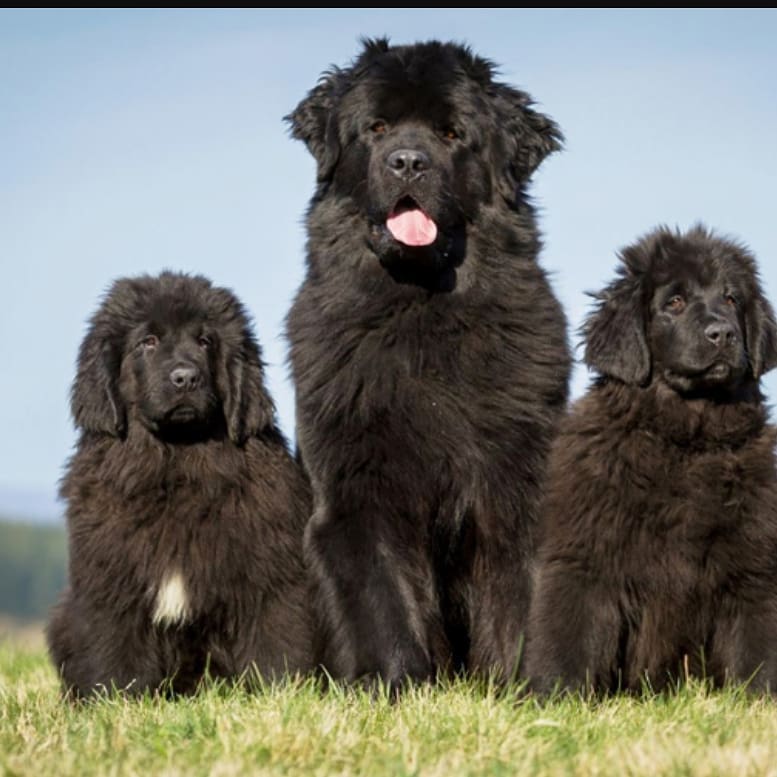 15 Interesting Facts About Newfoundlands 9