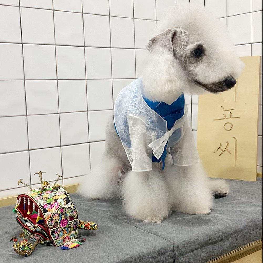 15 Cool Facts About Bedlington Terriers 9