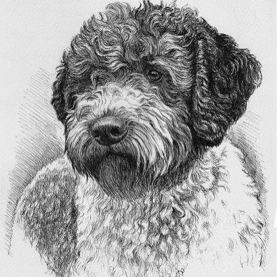 15 Amazing Facts About Lagotto Romagnolo Dogs You Probably Never Knew 11