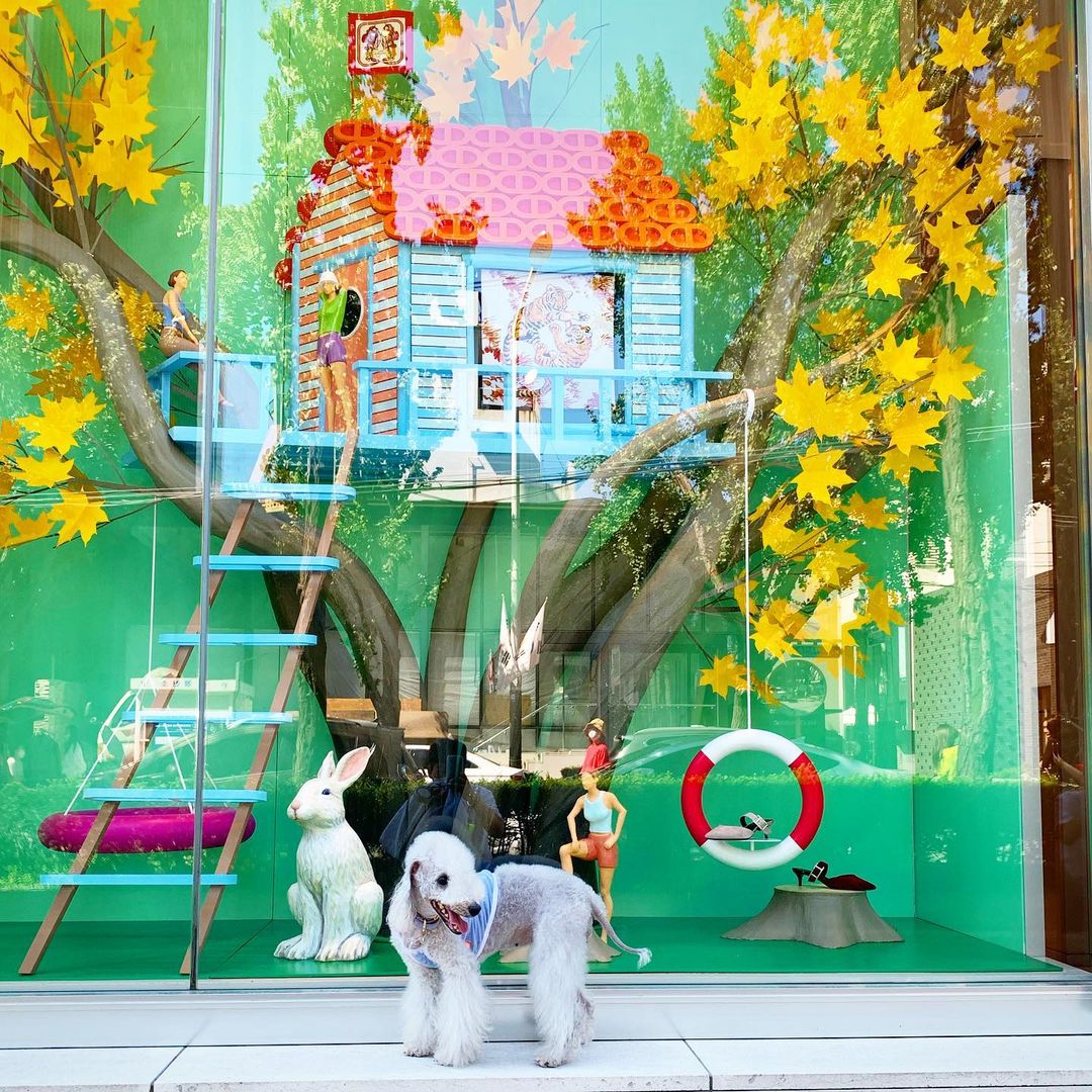 15 Cool Facts About Bedlington Terriers 10