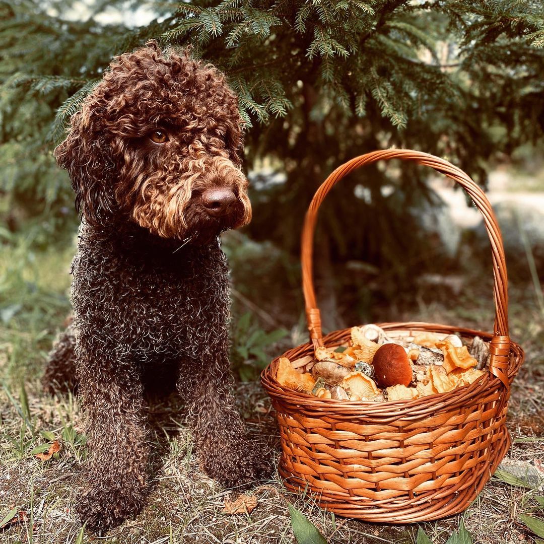 15 Amazing Facts About Lagotto Romagnolo Dogs You Probably Never Knew 11