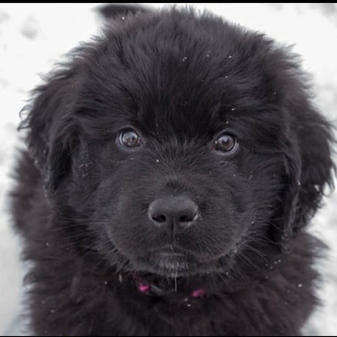 15 Interesting Facts About Newfoundlands 11
