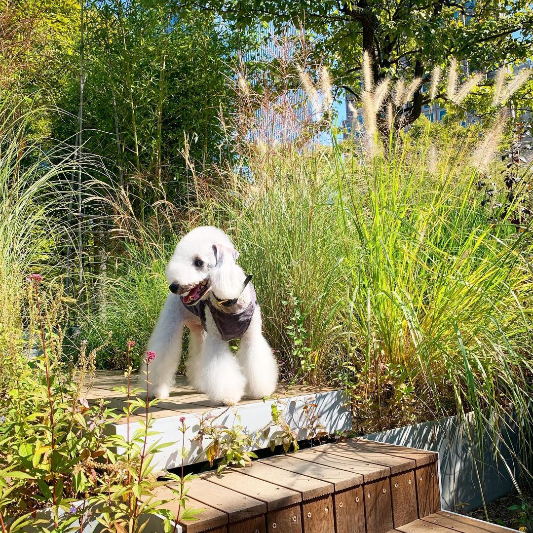 15 Cool Facts About Bedlington Terriers 11