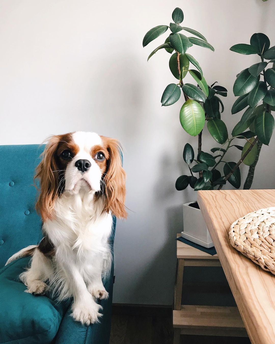 15 Cool Facts About Cavalier King Charles Spaniels 9