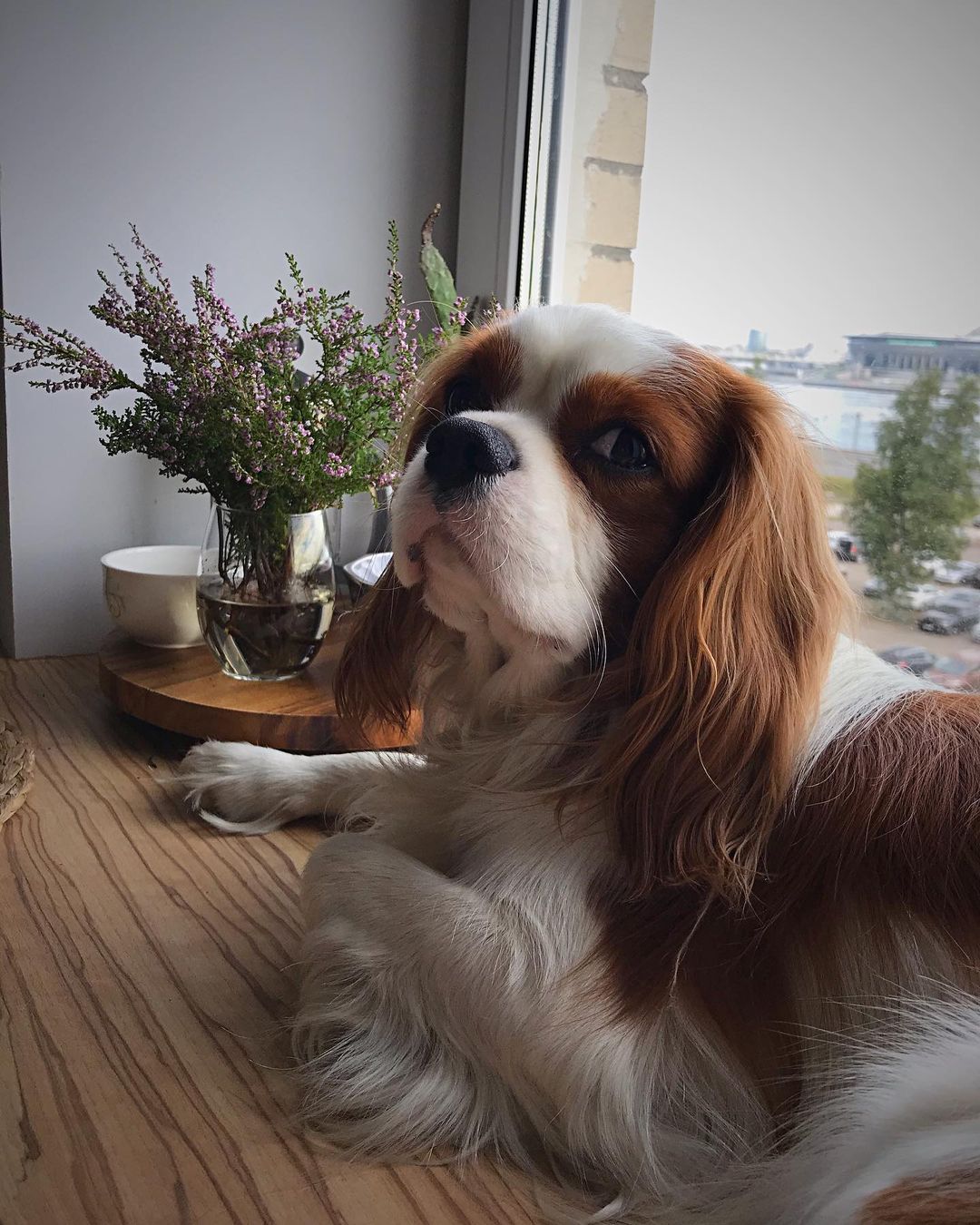 15 Interesting Facts About Cavalier King Charles Spaniels 9