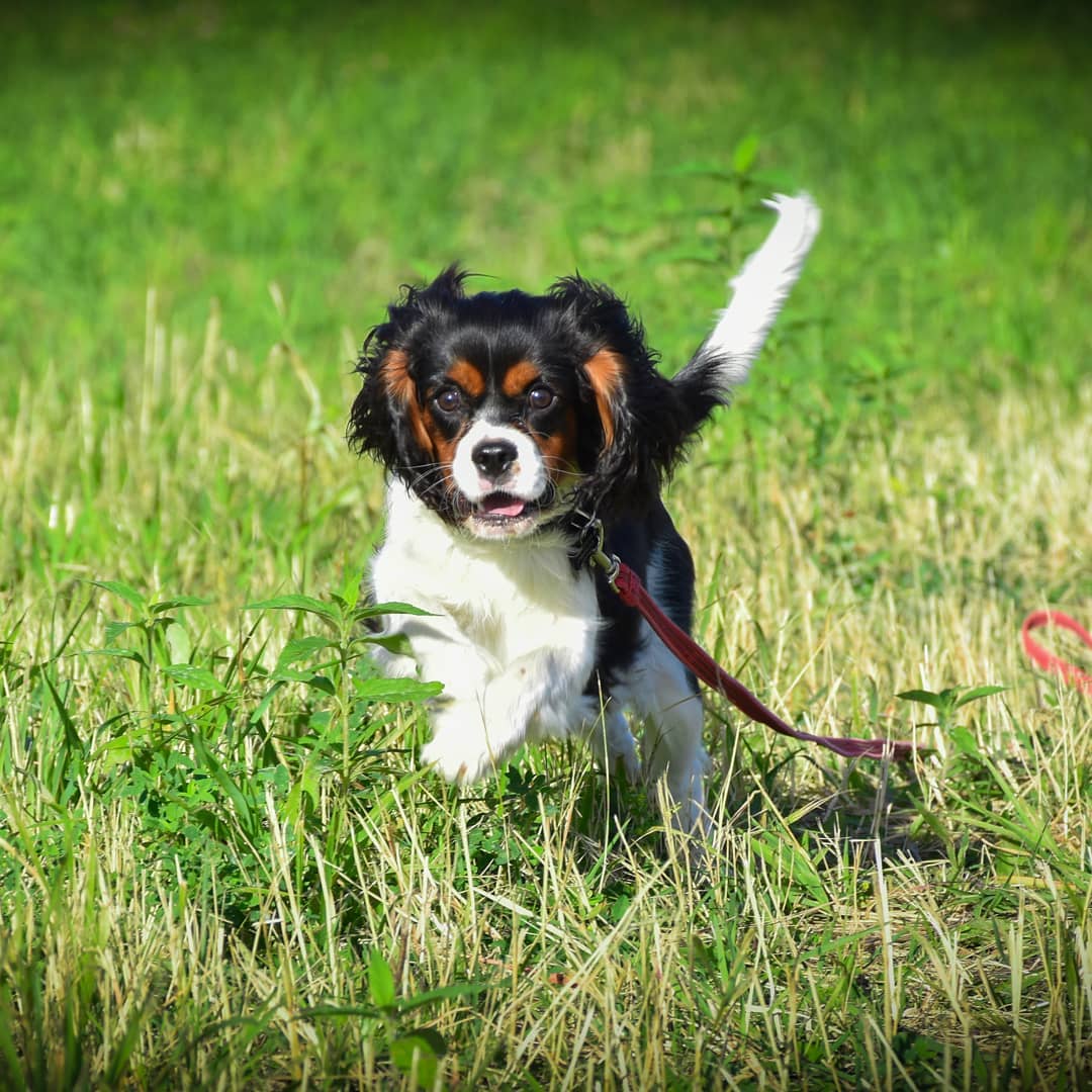 15 Cool Facts About Cavalier King Charles Spaniels 10 15 Cool Facts About Cavalier King Charles Spaniels 10