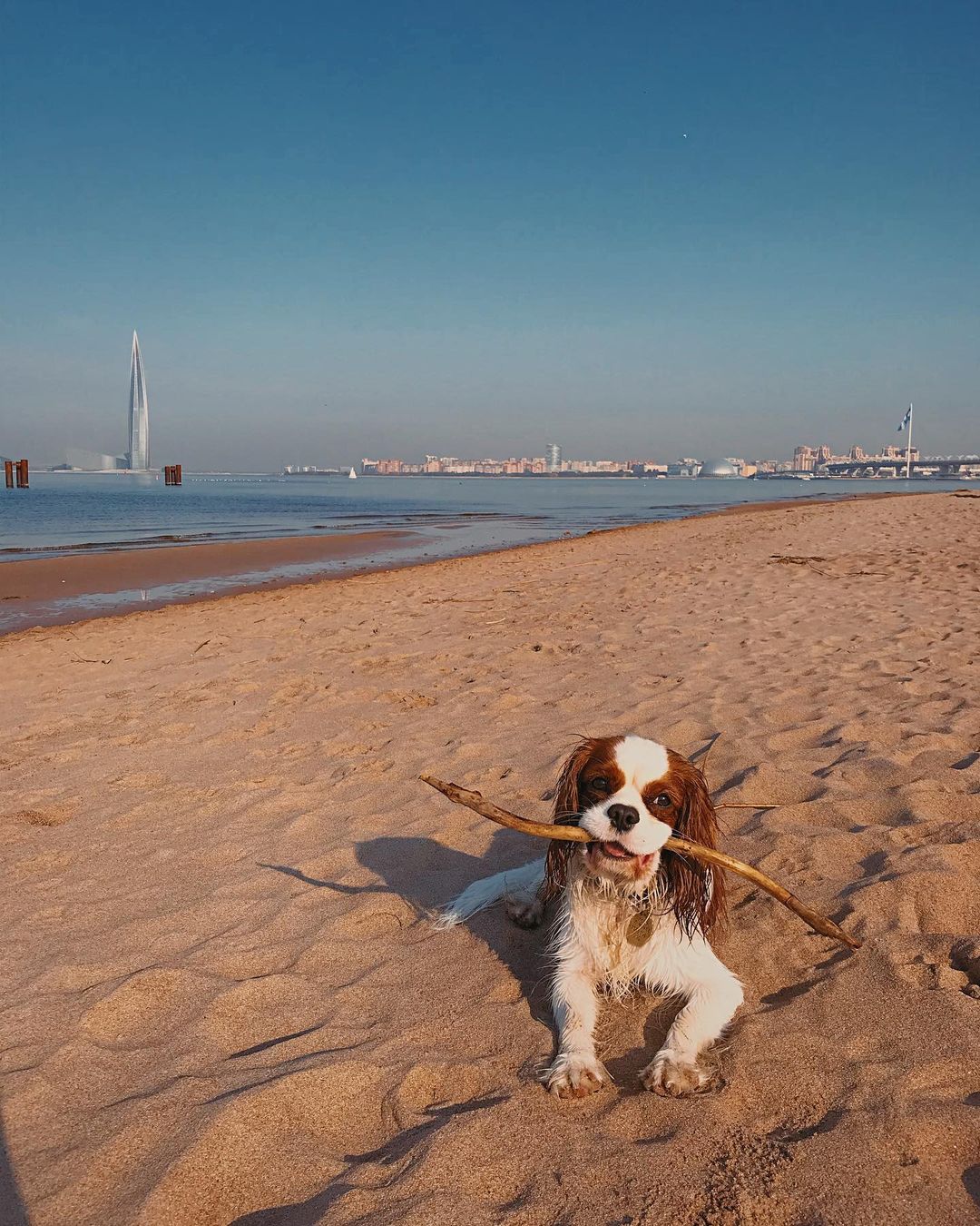 15 Interesting Facts About Cavalier King Charles Spaniels 9