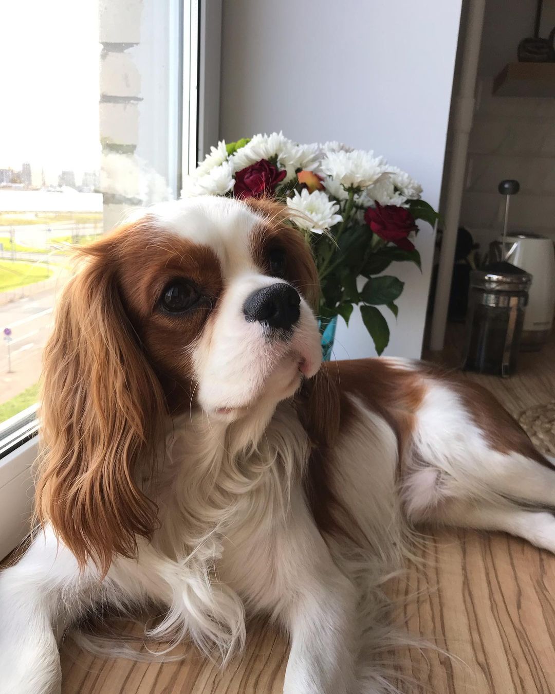 15 Interesting Facts About Cavalier King Charles Spaniels 10