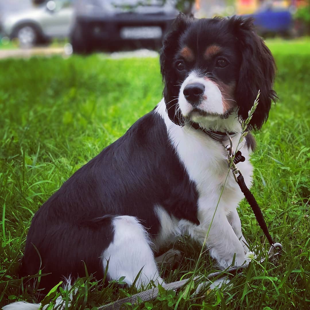 15 Interesting Facts About Cavalier King Charles Spaniels 10