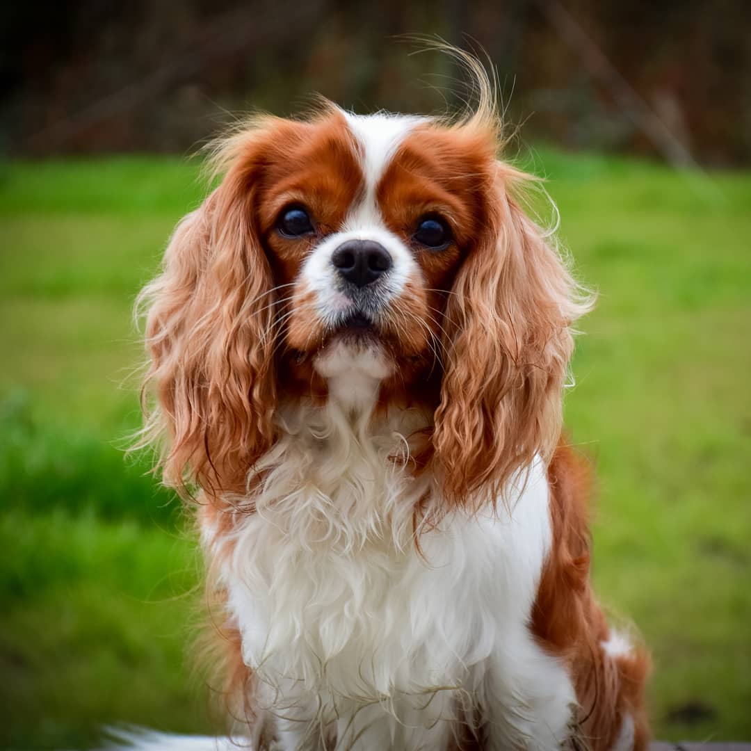 15 Cool Facts About Cavalier King Charles Spaniels 11 15 Cool Facts About Cavalier King Charles Spaniels 11