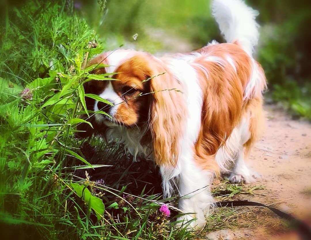 15 Interesting Facts About Cavalier King Charles Spaniels 11