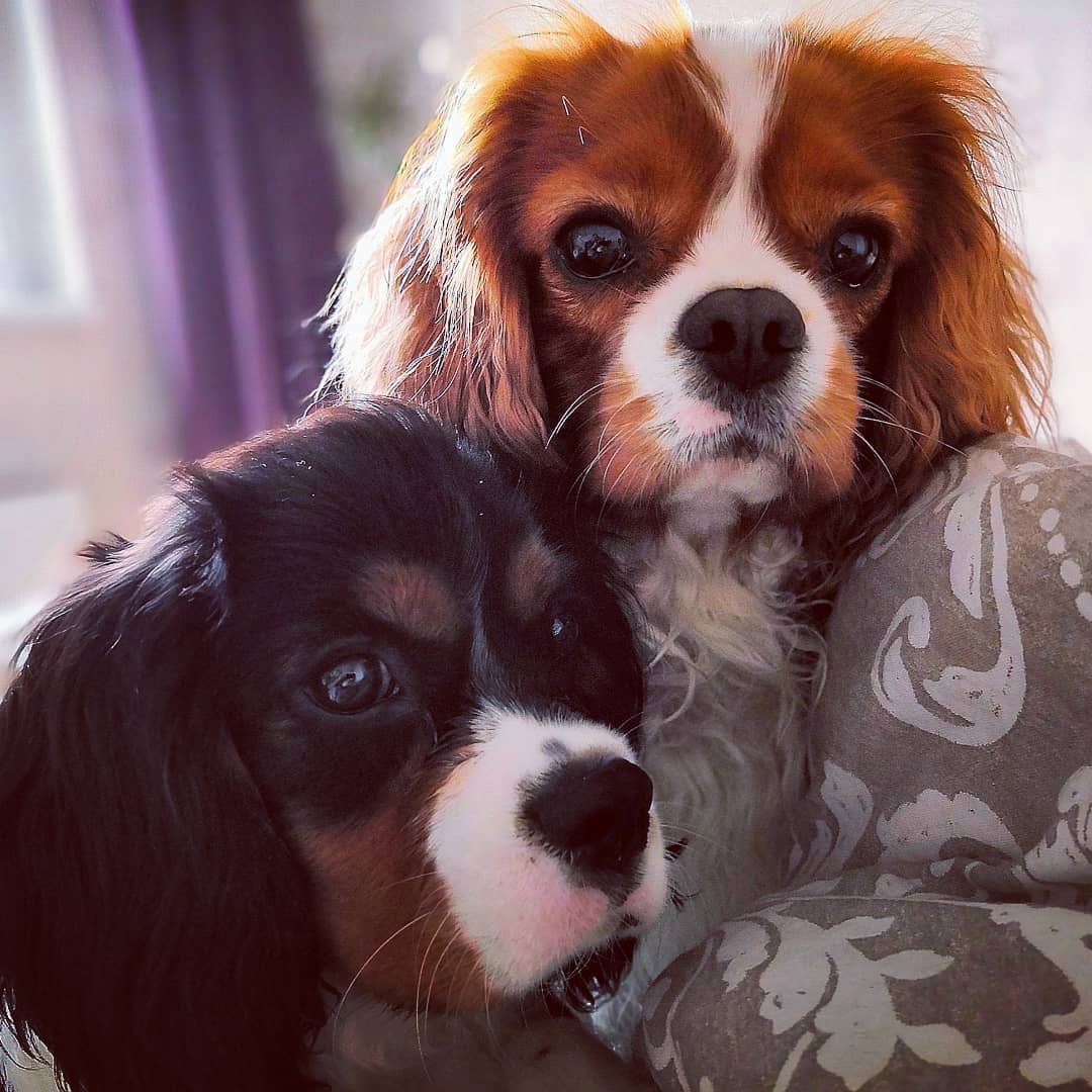 15 Amazing Facts About Cavalier King Charles Spaniels You Probably Never Knew 10