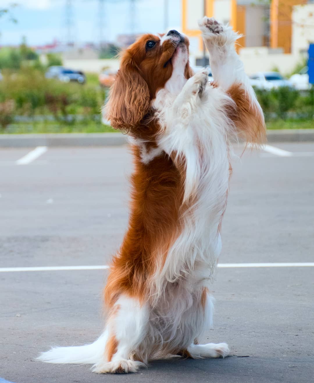 15 Amazing Facts About Cavalier King Charles Spaniels You Probably Never Knew 11
