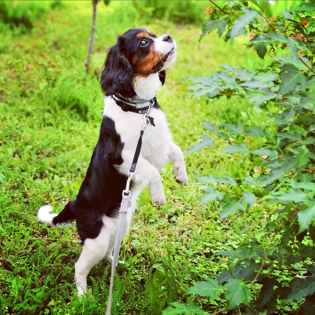 15 Amazing Facts About Cavalier King Charles Spaniels You Probably Never Knew 9