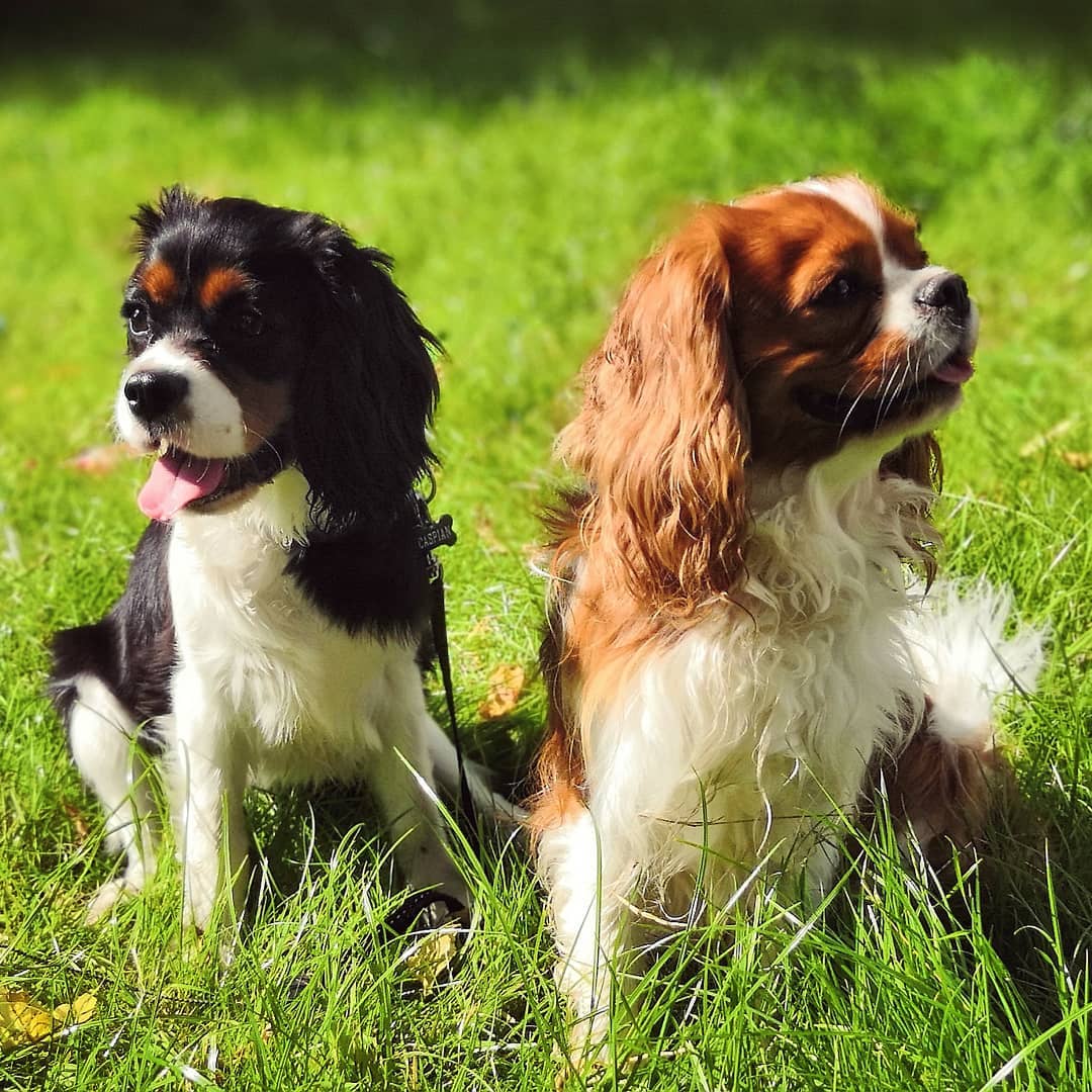 15 Amazing Facts About Cavalier King Charles Spaniels You Probably Never Knew 10