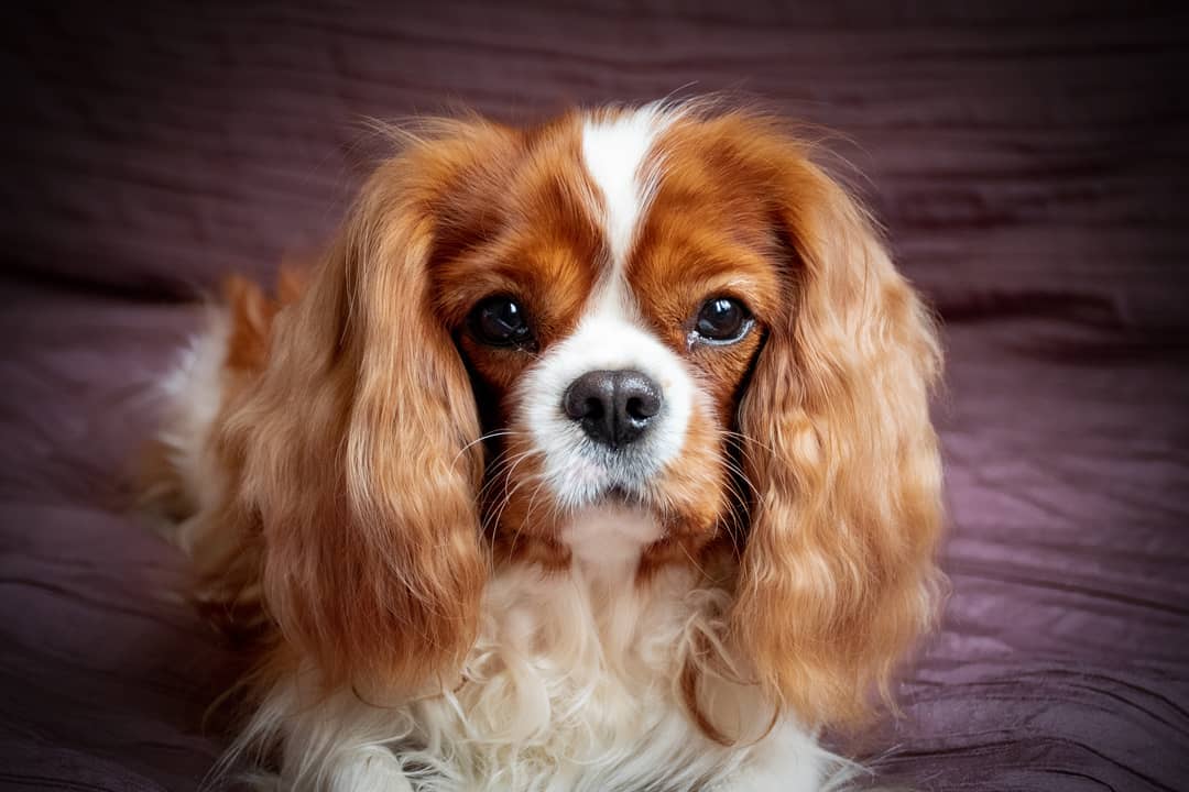 15 Amazing Facts About Cavalier King Charles Spaniels You Probably Never Knew 10