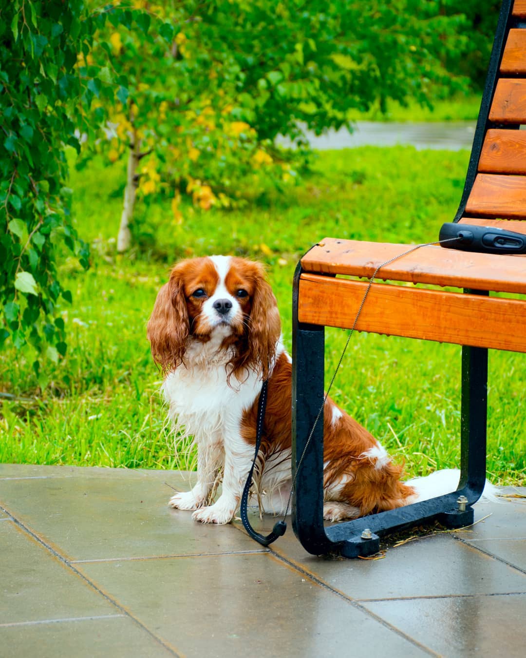 15 Amazing Facts About Cavalier King Charles Spaniels You Probably Never Knew 11