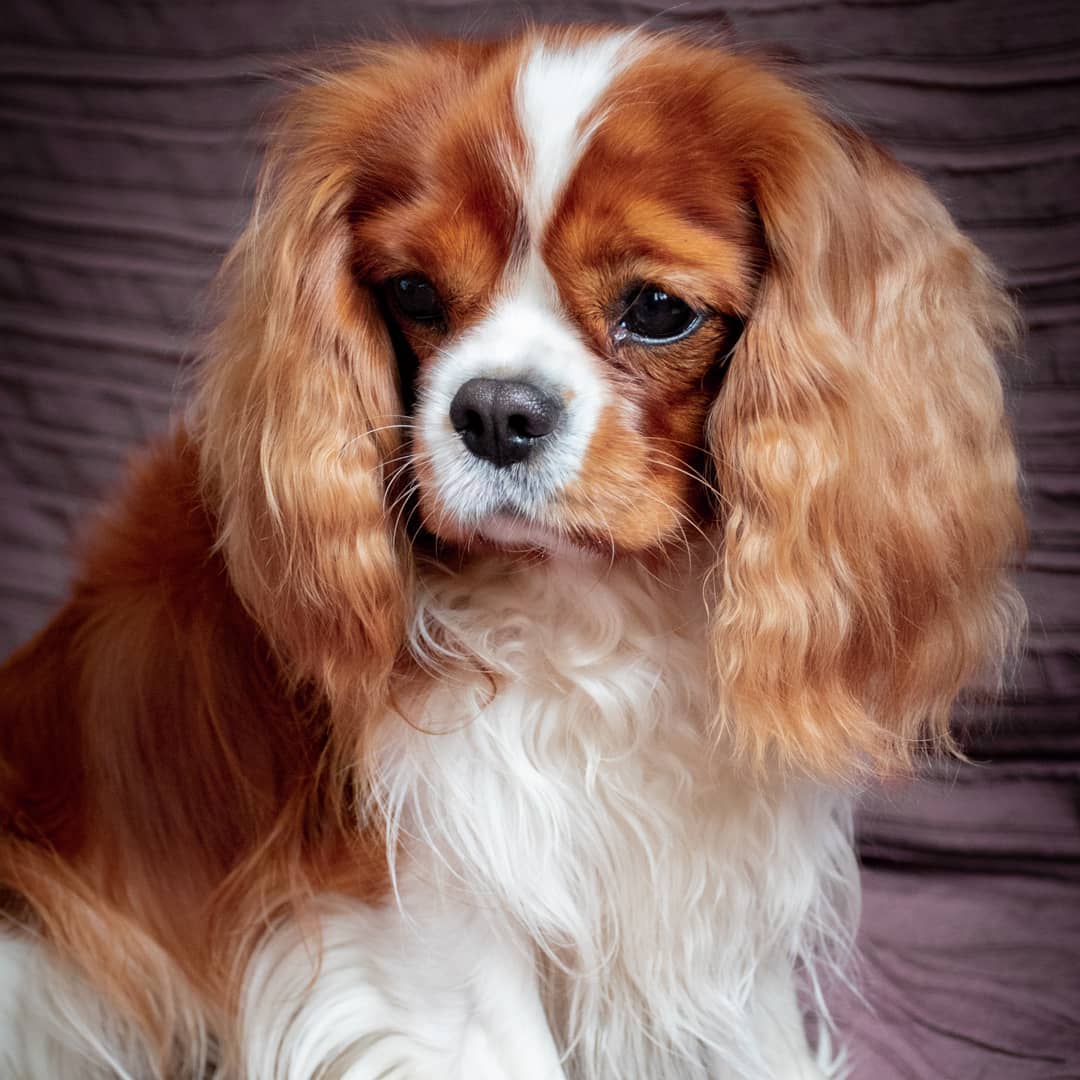 15 Amazing Facts About Cavalier King Charles Spaniels You Probably Never Knew 9 15 Amazing Facts About Cavalier King Charles Spaniels You Probably Never Knew 9