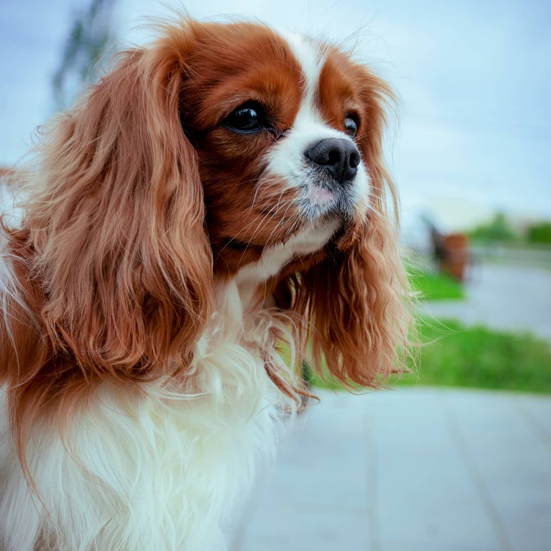 15 Amazing Facts About Cavalier King Charles Spaniels You Probably Never Knew 10 15 Amazing Facts About Cavalier King Charles Spaniels You Probably Never Knew 10