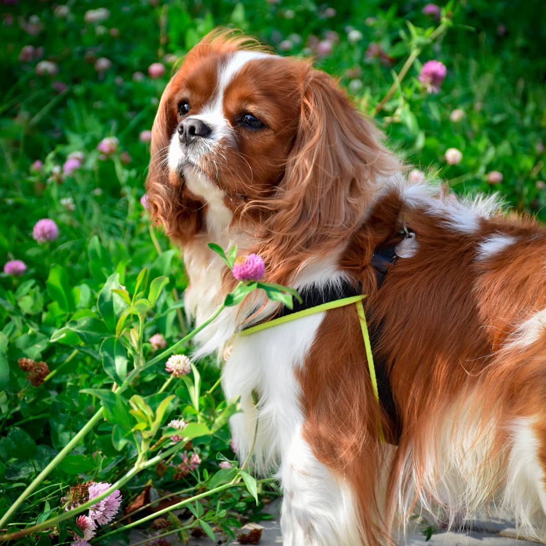 15 Amazing Facts About Cavalier King Charles Spaniels You Probably Never Knew 11 15 Amazing Facts About Cavalier King Charles Spaniels You Probably Never Knew 11