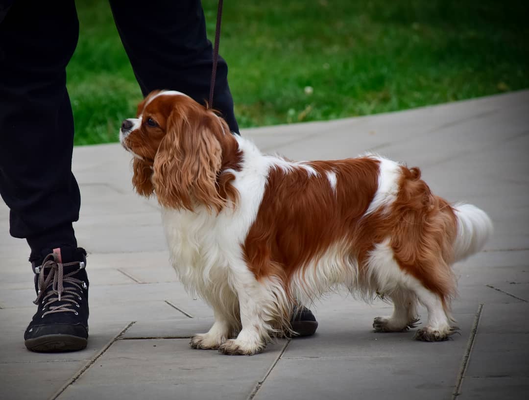 15 Cool Facts About Cavalier King Charles Spaniels 9
