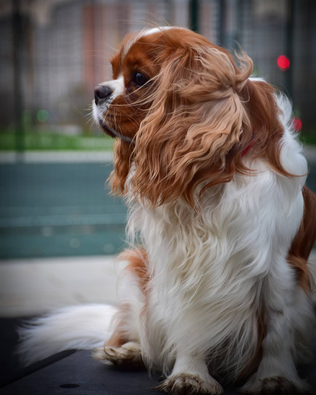 15 Cool Facts About Cavalier King Charles Spaniels 10
