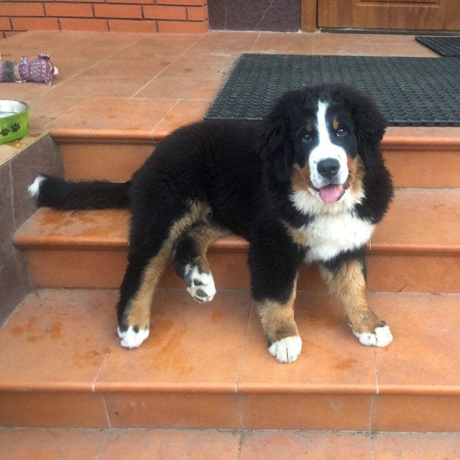 15 Interesting Facts About Bernese mountain dogs 9 15 Interesting Facts About Bernese mountain dogs 9