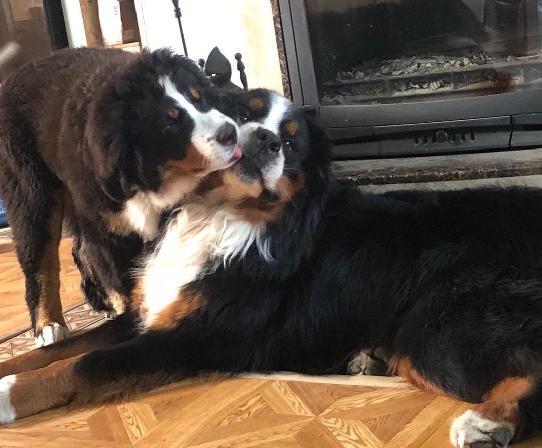 15 Interesting Facts About Bernese mountain dogs 10 15 Interesting Facts About Bernese mountain dogs 10