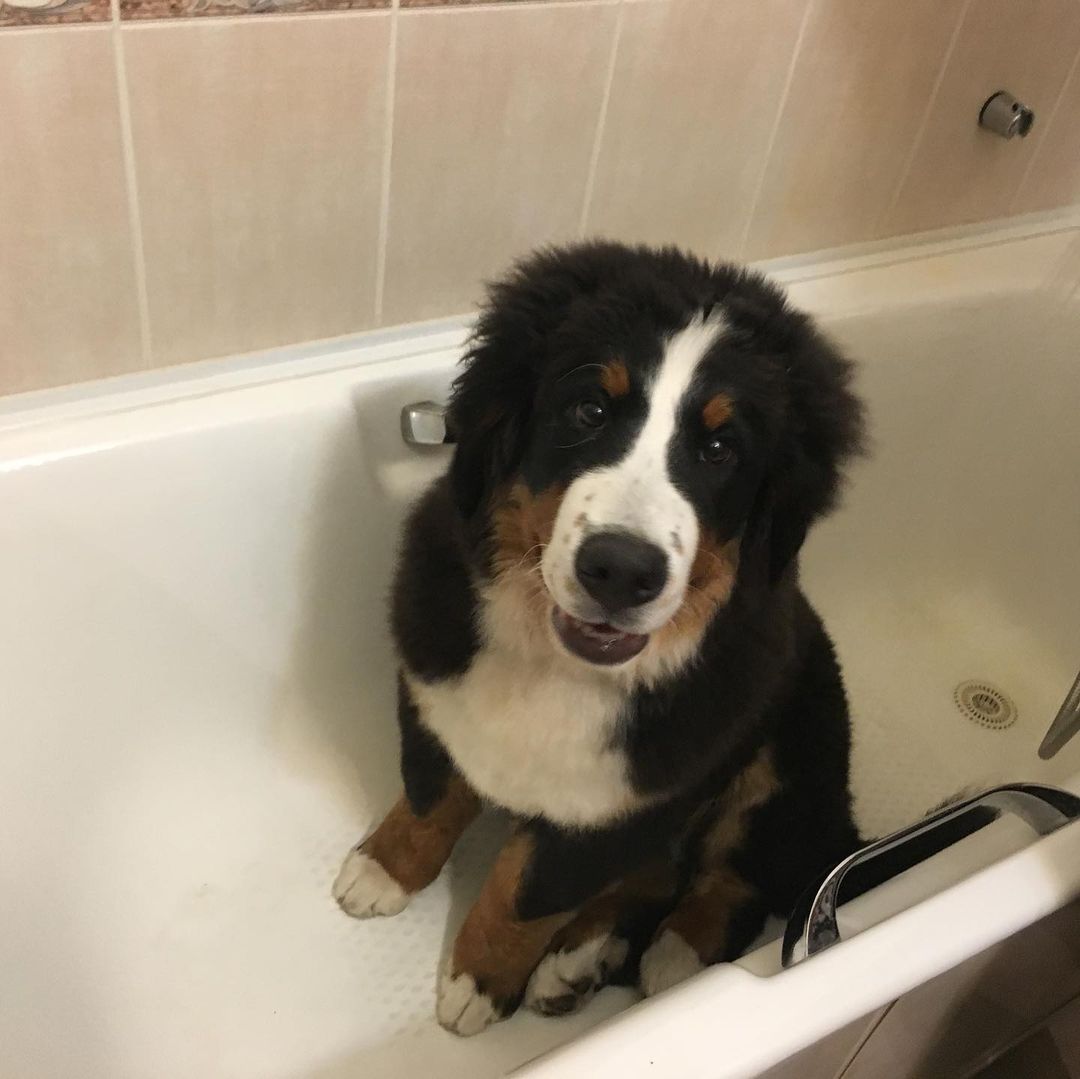 15 Interesting Facts About Bernese mountain dogs 11 15 Interesting Facts About Bernese mountain dogs 11