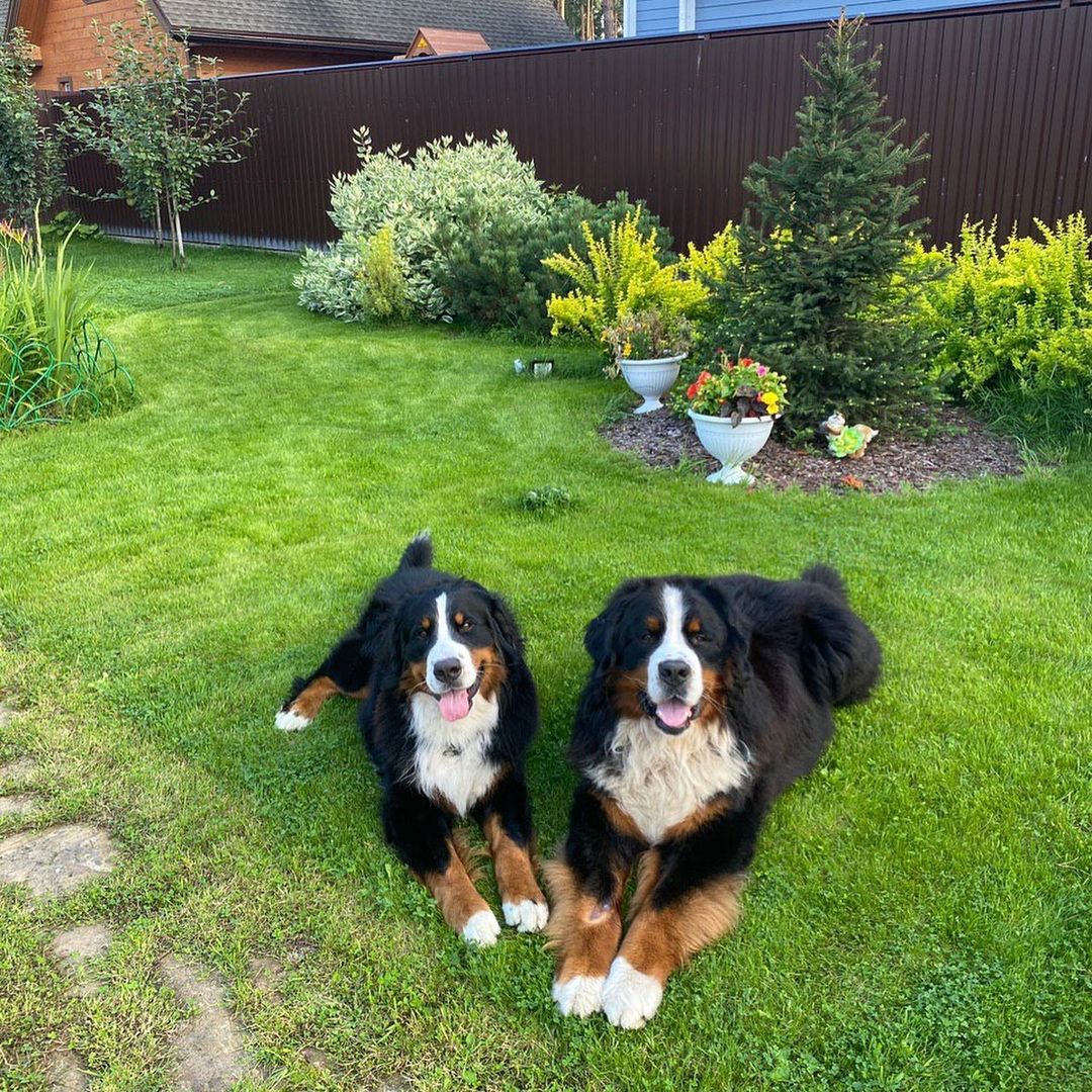 15 Amazing Facts About Bernese Mountain Dogs You Probably Never Knew 11