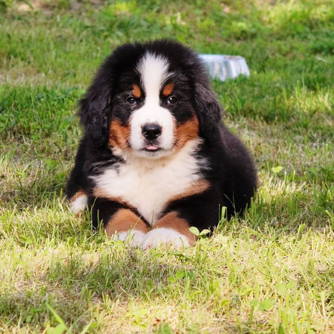15 Amazing Facts About Bernese Mountain Dogs You Probably Never Knew 12