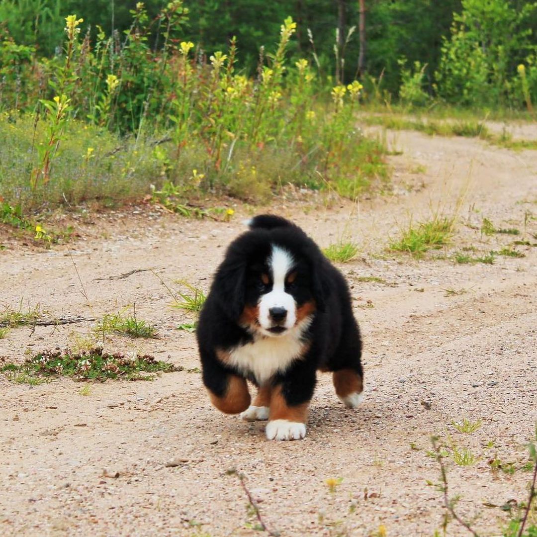 15 Amazing Facts About Bernese Mountain Dogs You Probably Never Knew 13