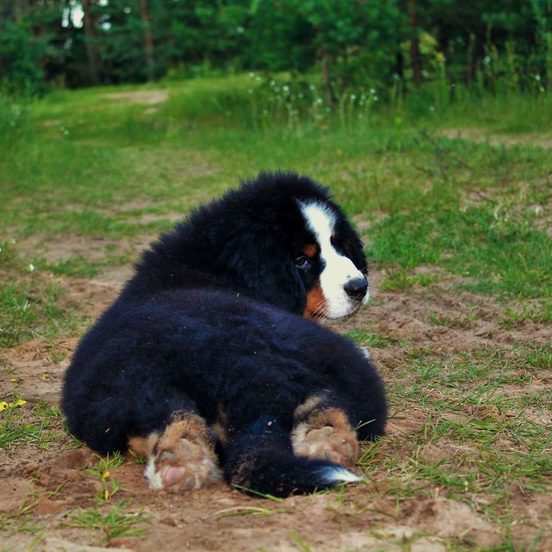 15 Amazing Facts About Bernese Mountain Dogs You Probably Never Knew 14