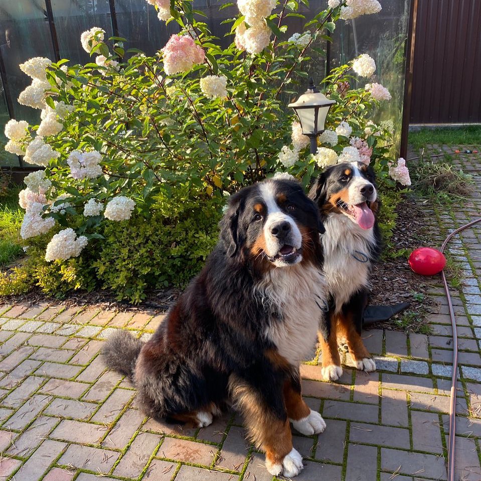 15 Amazing Facts About Bernese Mountain Dogs You Probably Never Knew 11