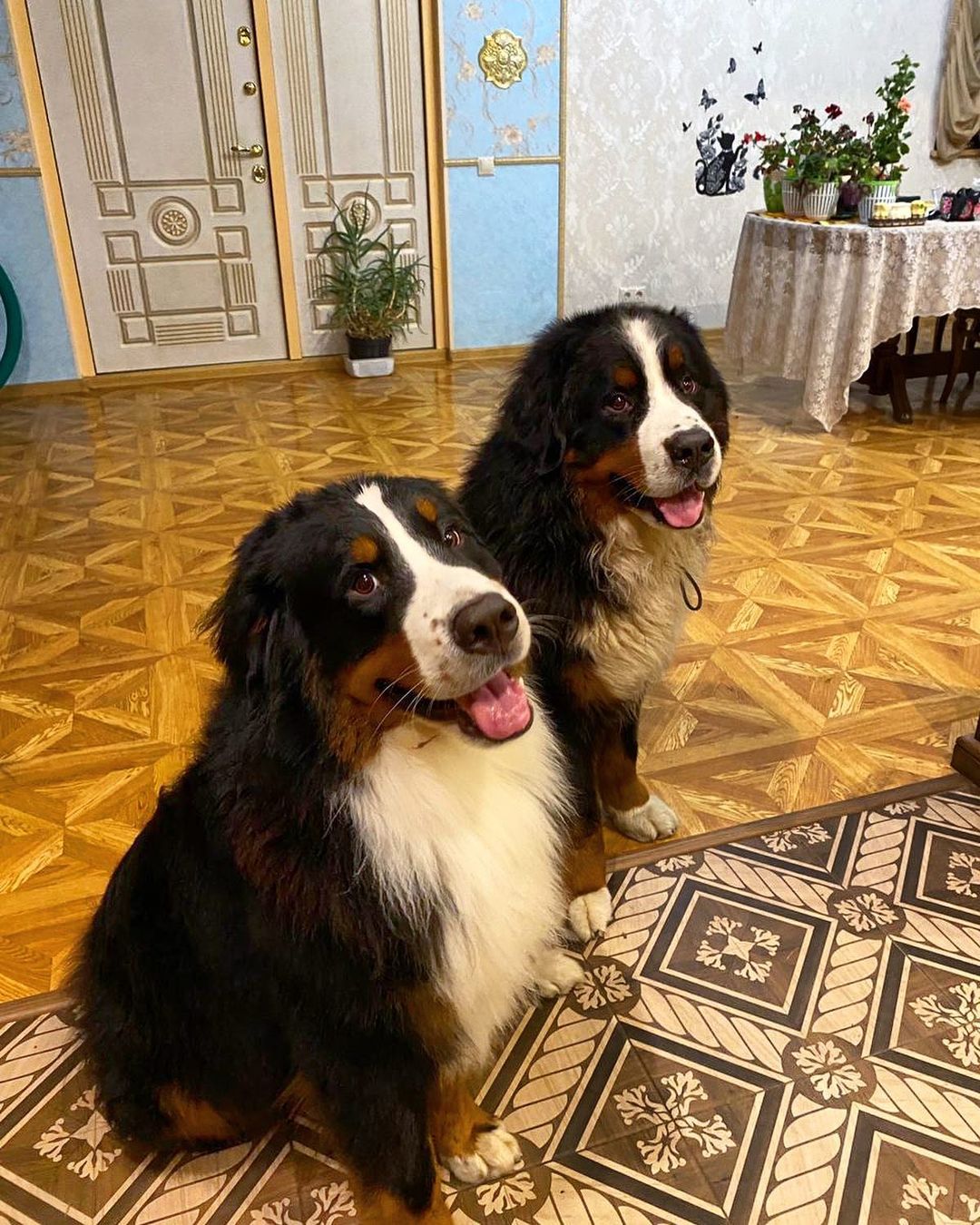 15 Amazing Facts About Bernese Mountain Dogs You Probably Never Knew 12