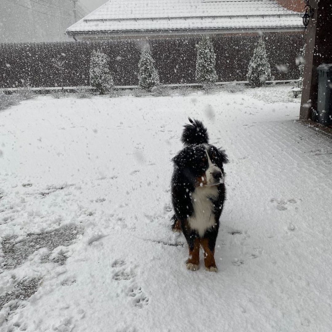 15 Amazing Facts About Bernese Mountain Dogs You Probably Never Knew 13