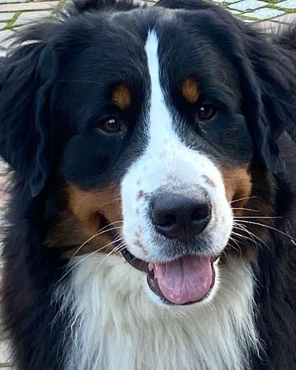 15 Amazing Facts About Bernese Mountain Dogs You Probably Never Knew 14