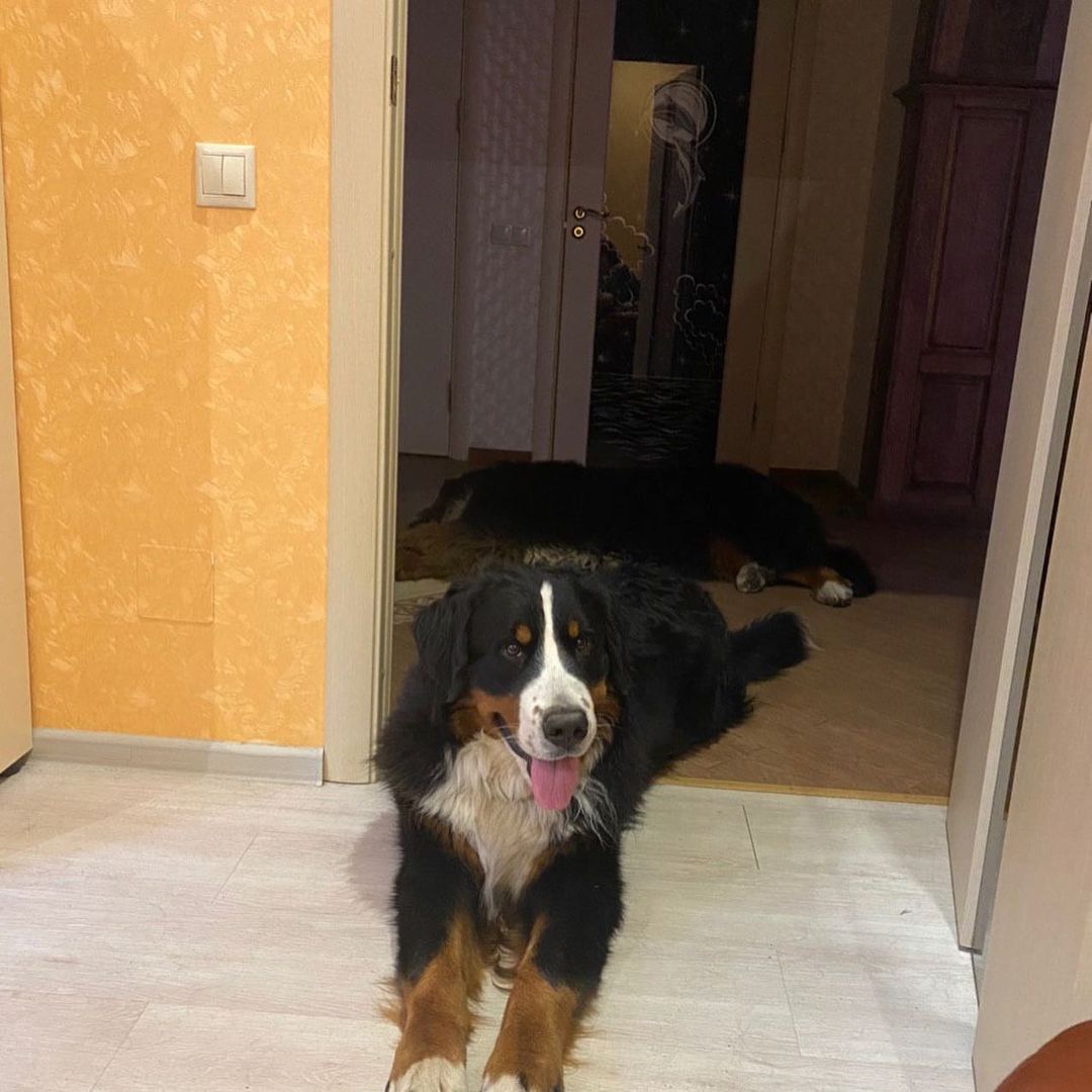 15 Amazing Facts About Bernese Mountain Dogs You Probably Never Knew 9 15 Amazing Facts About Bernese Mountain Dogs You Probably Never Knew 9