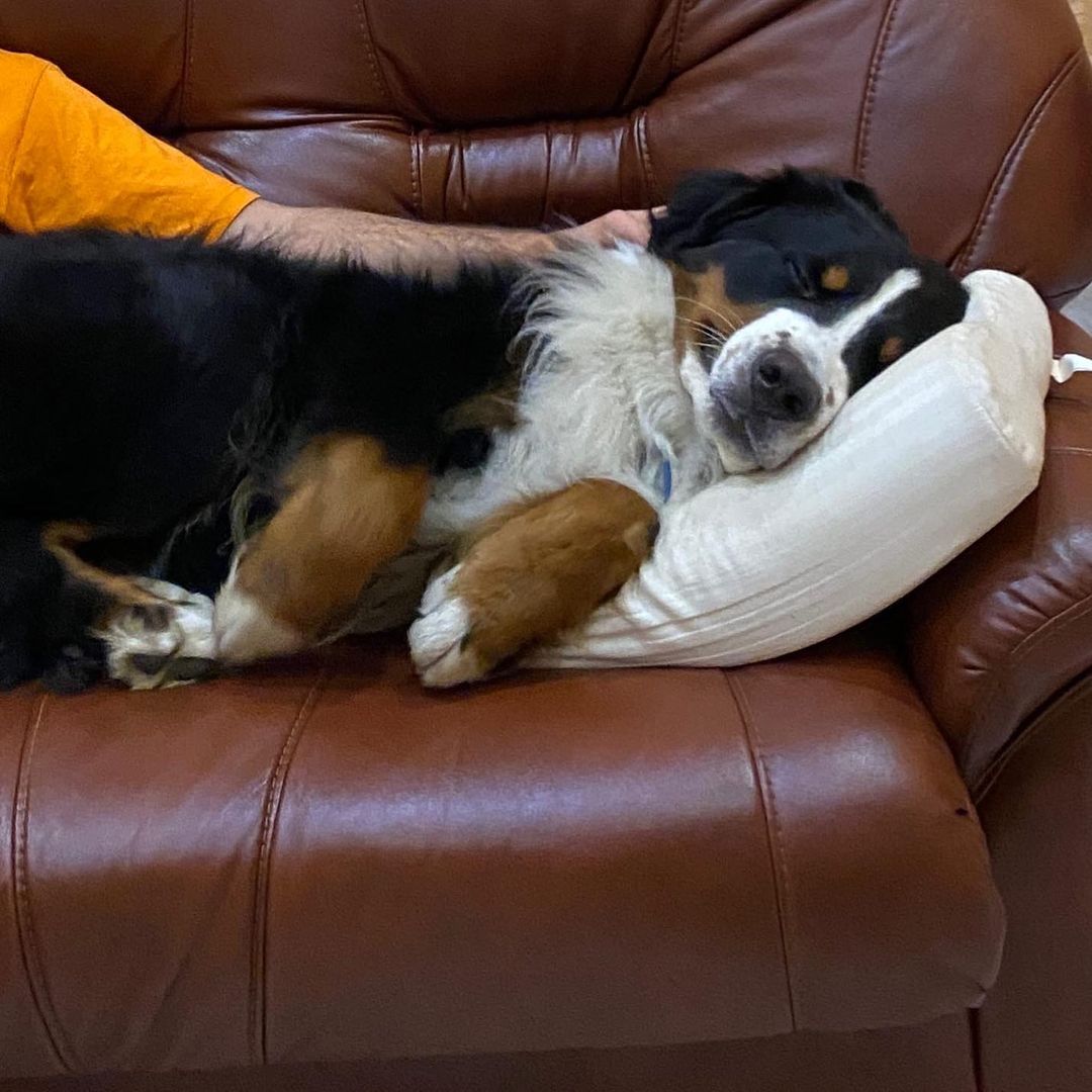 15 Amazing Facts About Bernese Mountain Dogs You Probably Never Knew 10 15 Amazing Facts About Bernese Mountain Dogs You Probably Never Knew 10