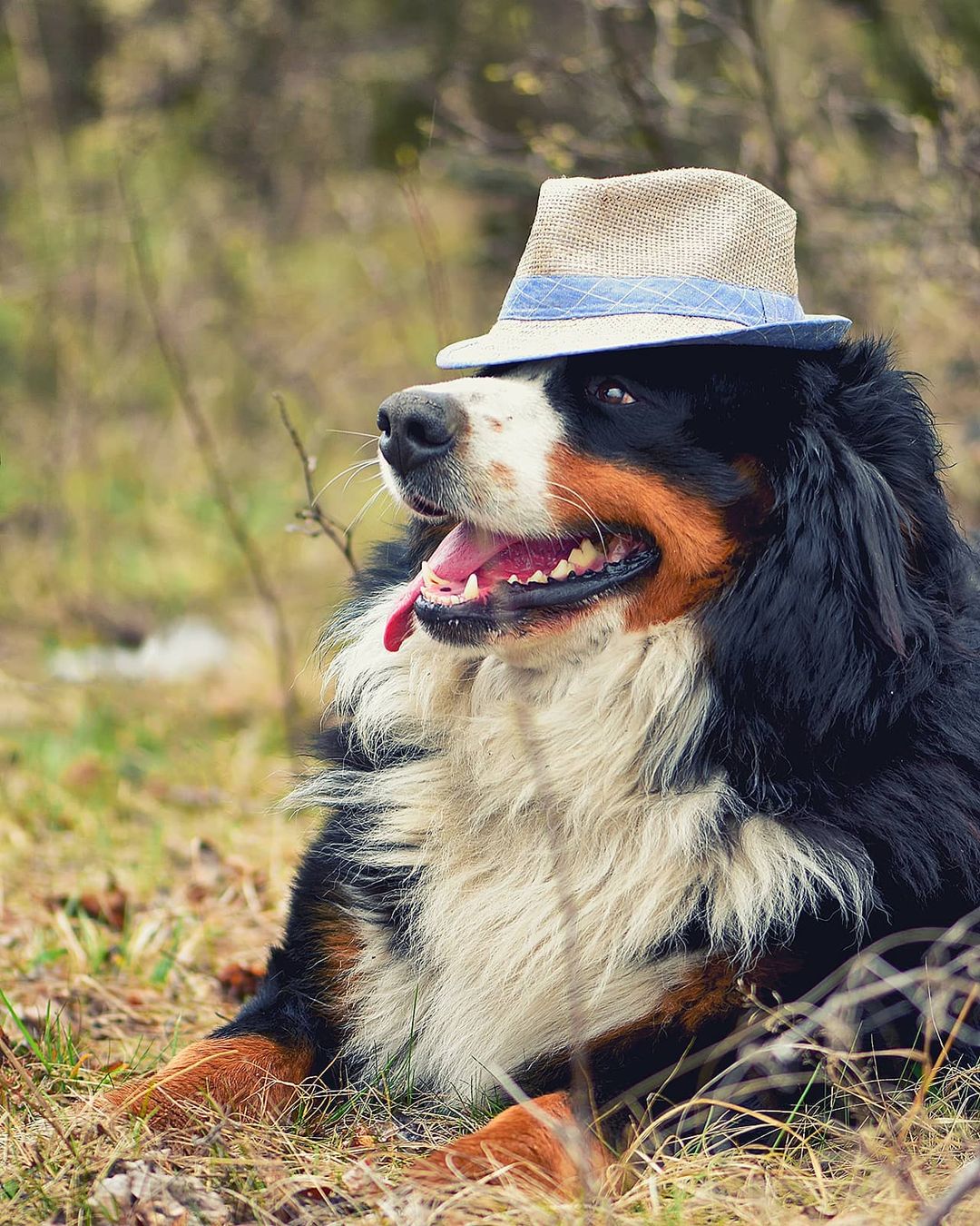 16 Cool Facts About Bernese Mountain Dogs 12
