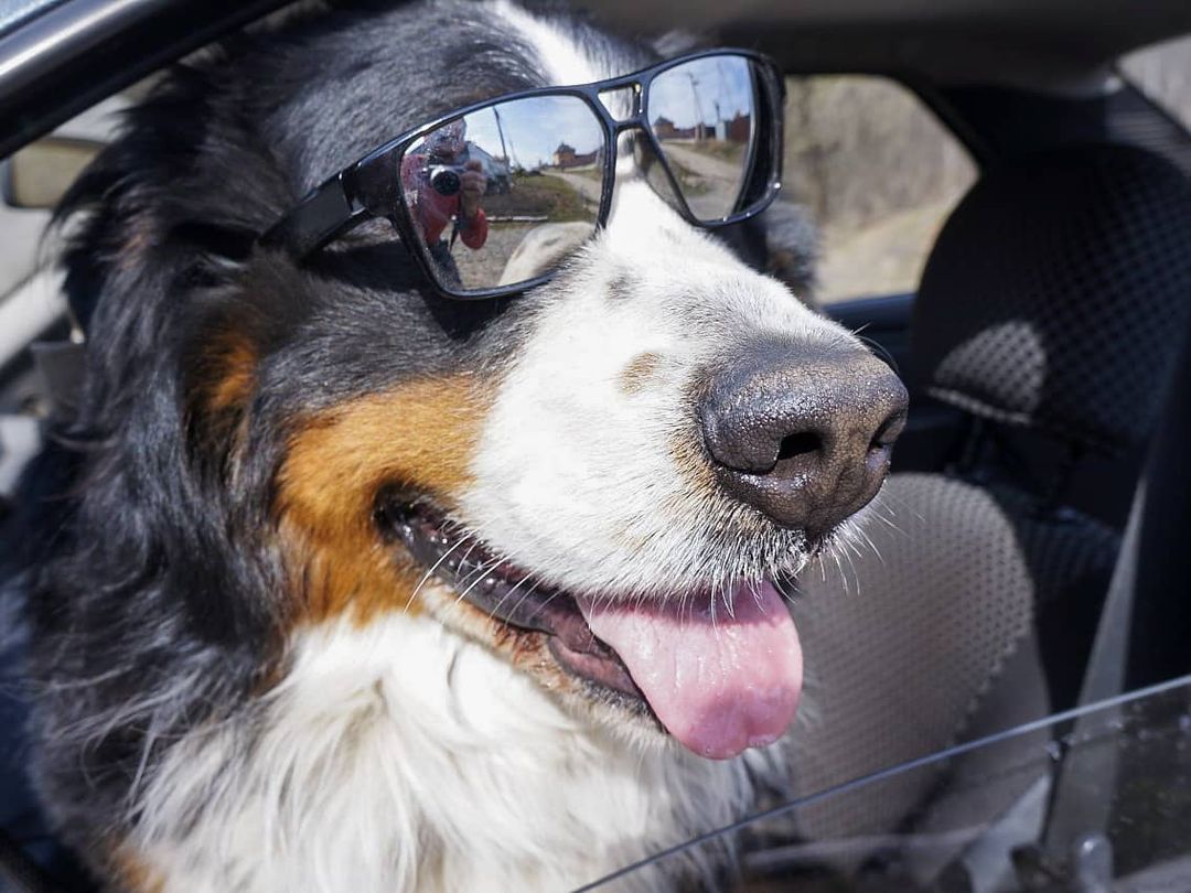 16 Cool Facts About Bernese Mountain Dogs 13