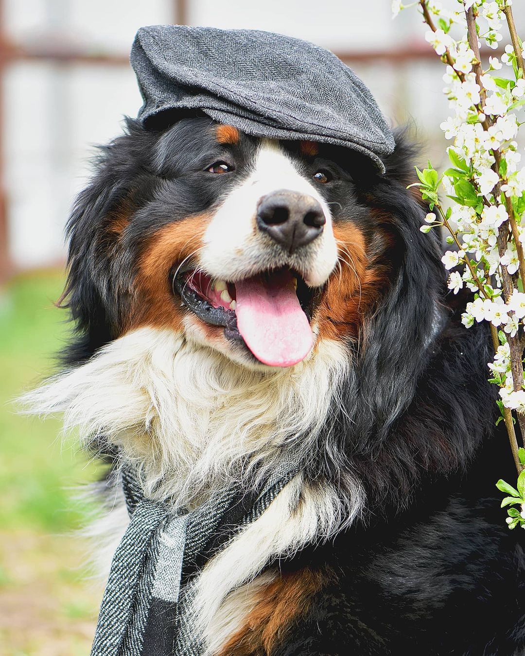 16 Cool Facts About Bernese Mountain Dogs 14