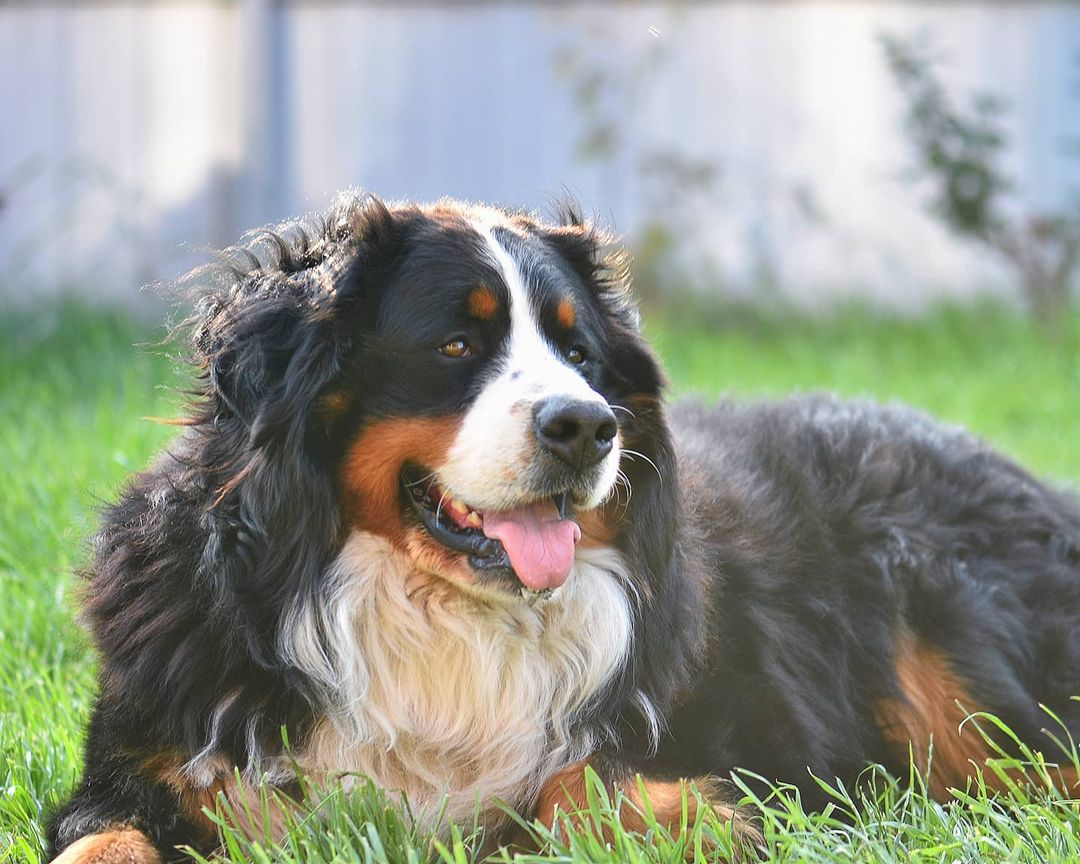 16 Cool Facts About Bernese Mountain Dogs 11