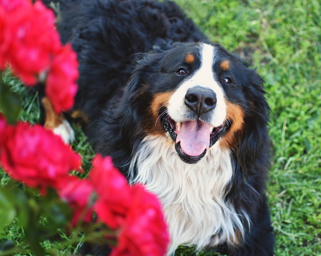 16 Cool Facts About Bernese Mountain Dogs 12