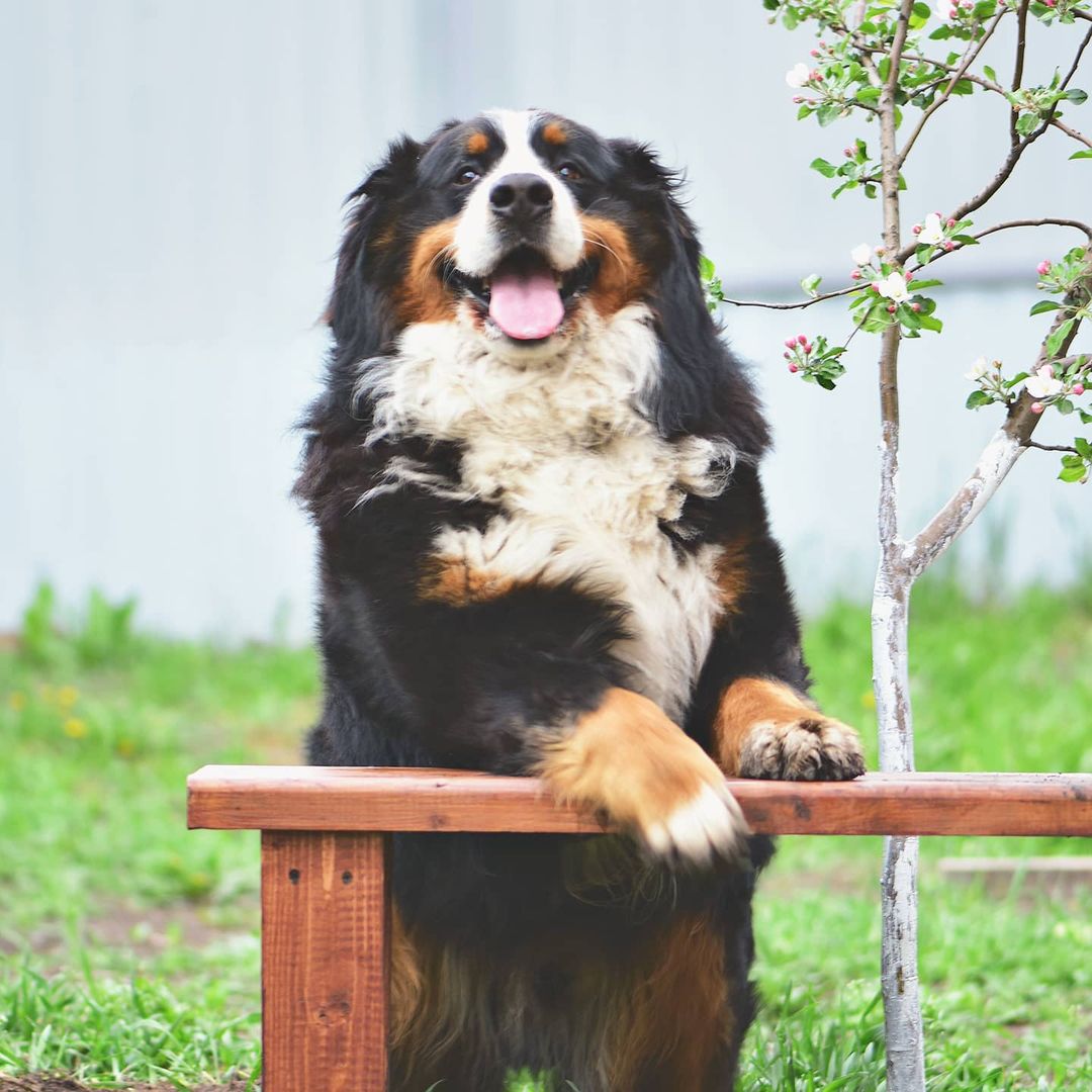 16 Cool Facts About Bernese Mountain Dogs 14